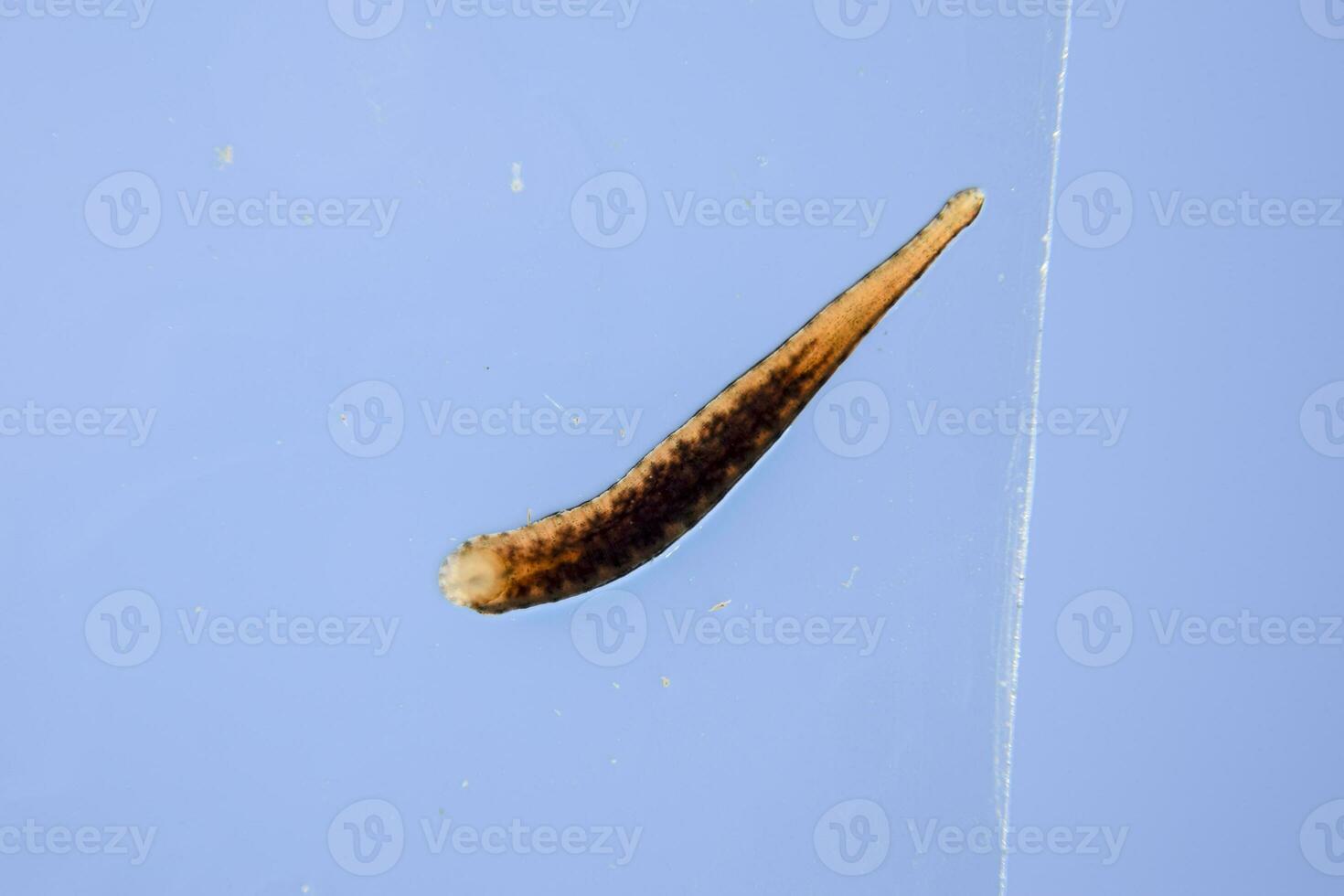 Leech on the glass. Bloodsucking animal. subclass of ringworms from the belt-type class. Hirudotherapy photo