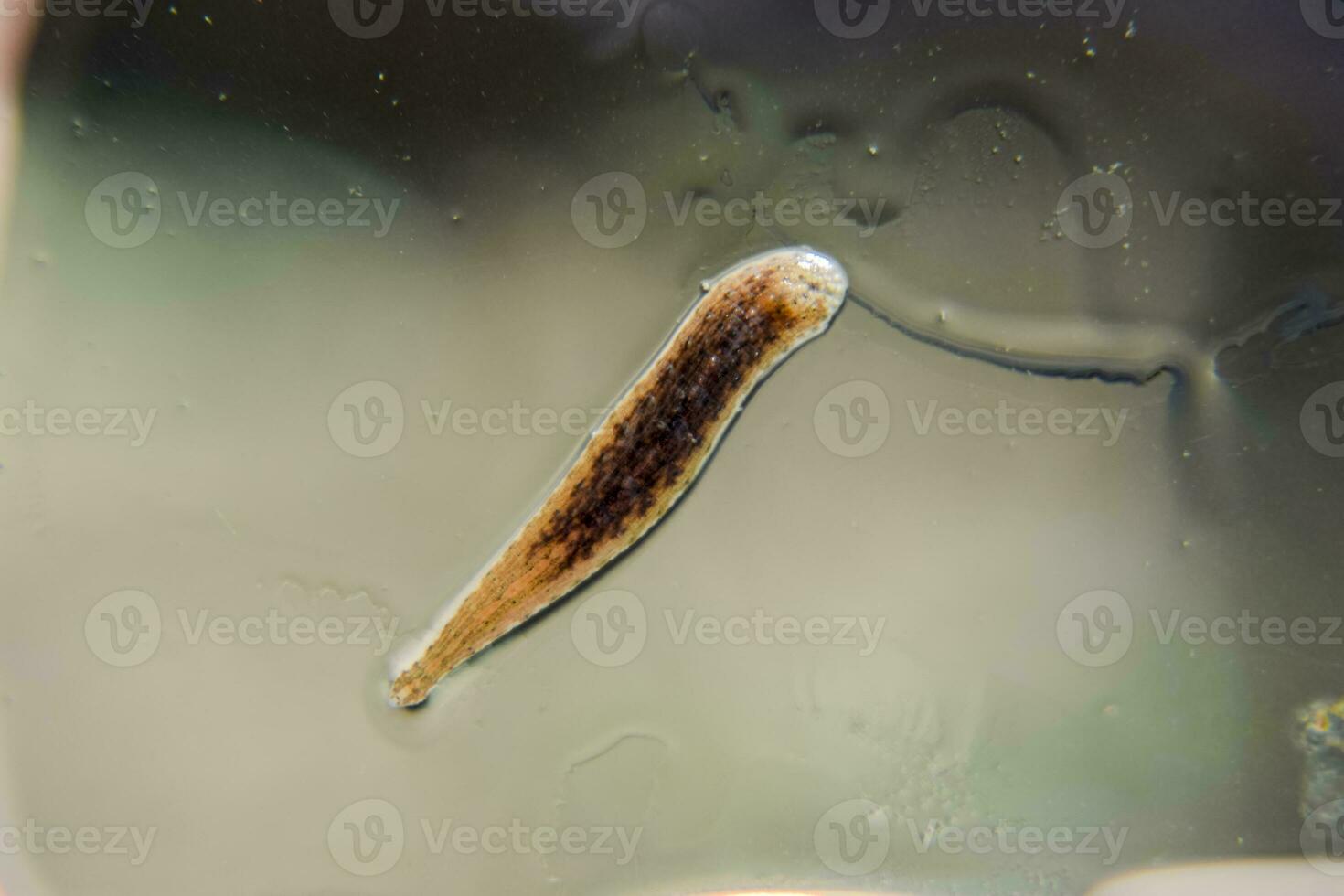 Leech on the glass. Bloodsucking animal. subclass of ringworms from the belt-type class. Hirudotherapy photo