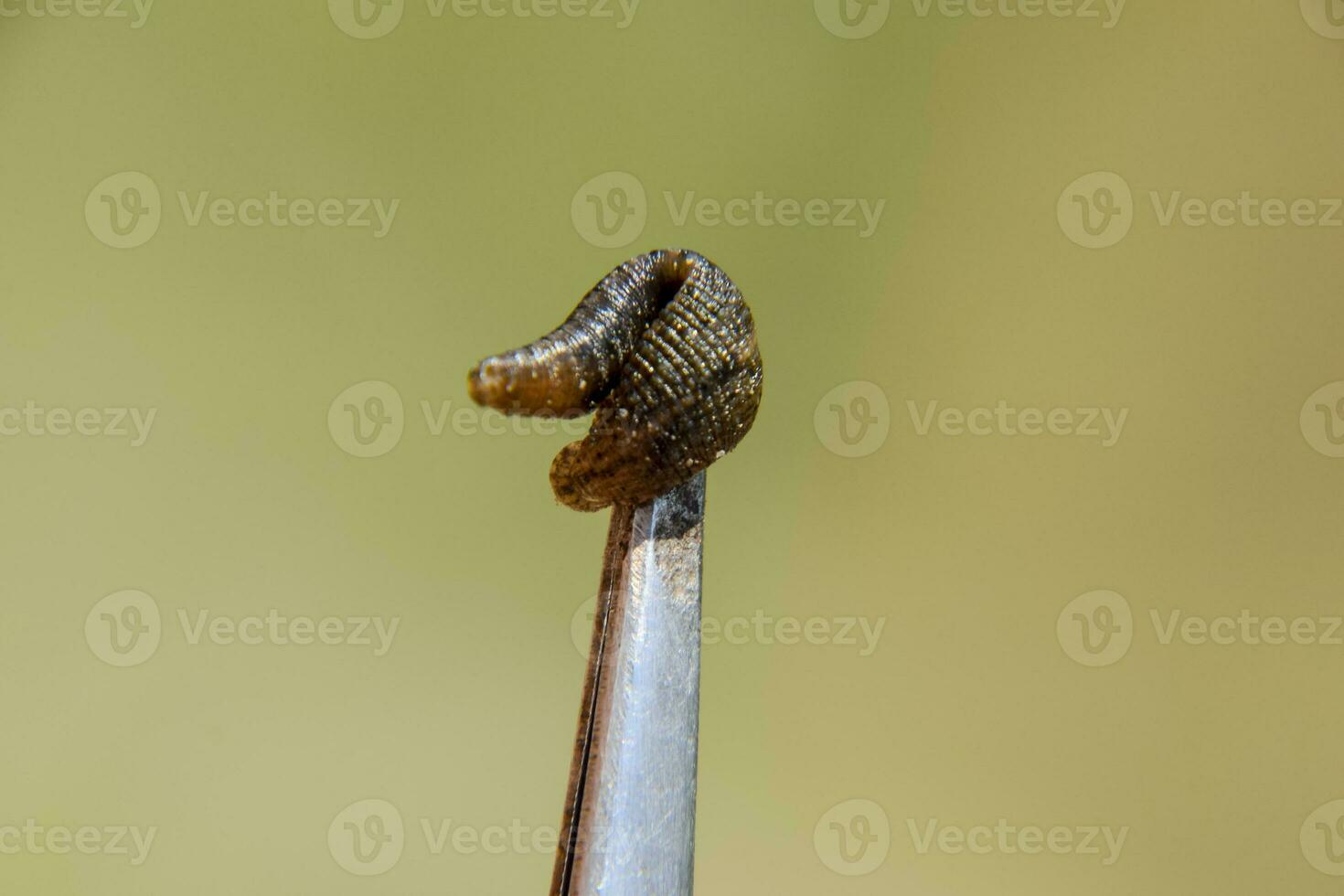 Leech on the tweezers. Bloodsucking animal. subclass of ringworms from the belt-type class. Hirudotherapy photo