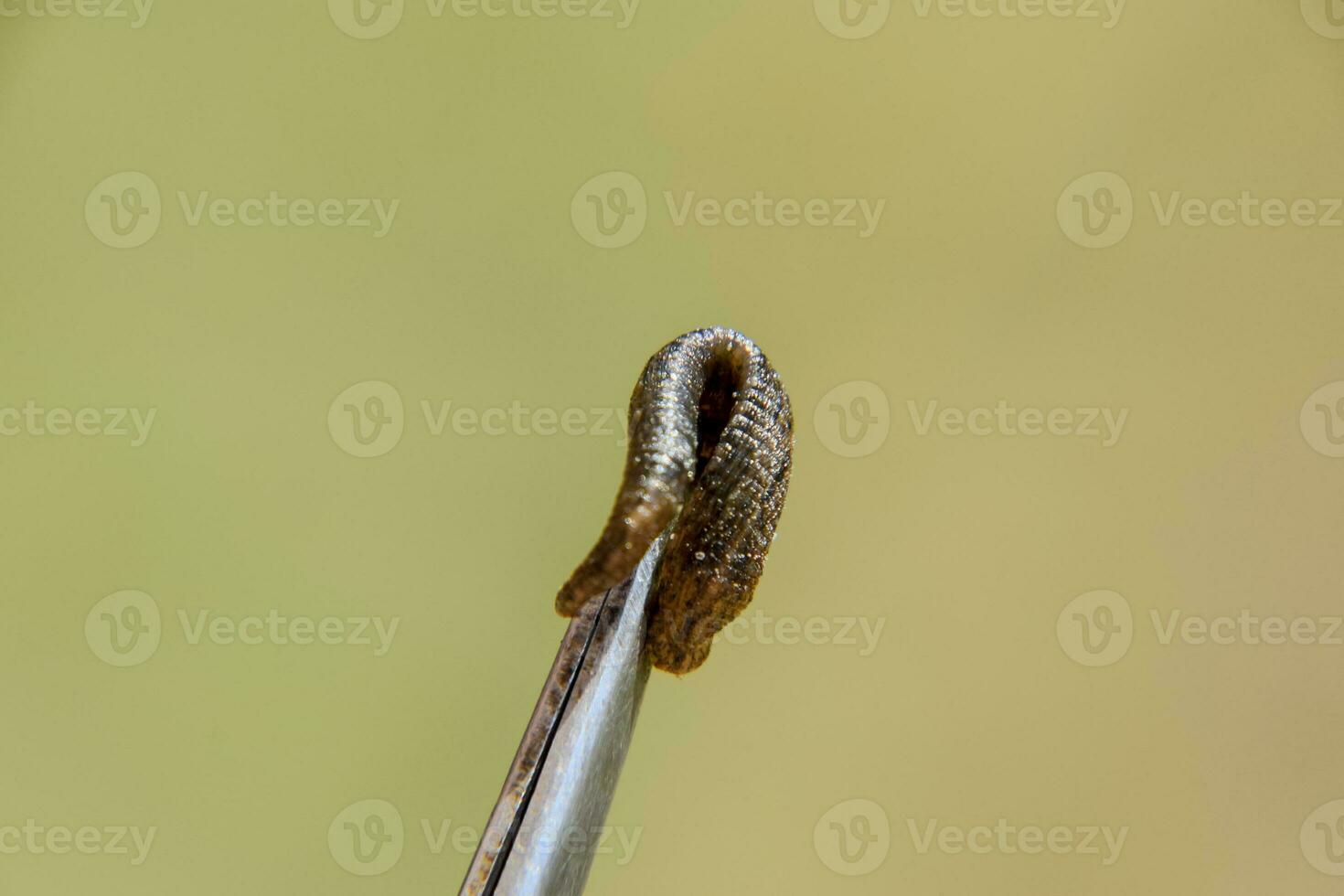 Leech on the tweezers. Bloodsucking animal. subclass of ringworms from the belt-type class. Hirudotherapy photo