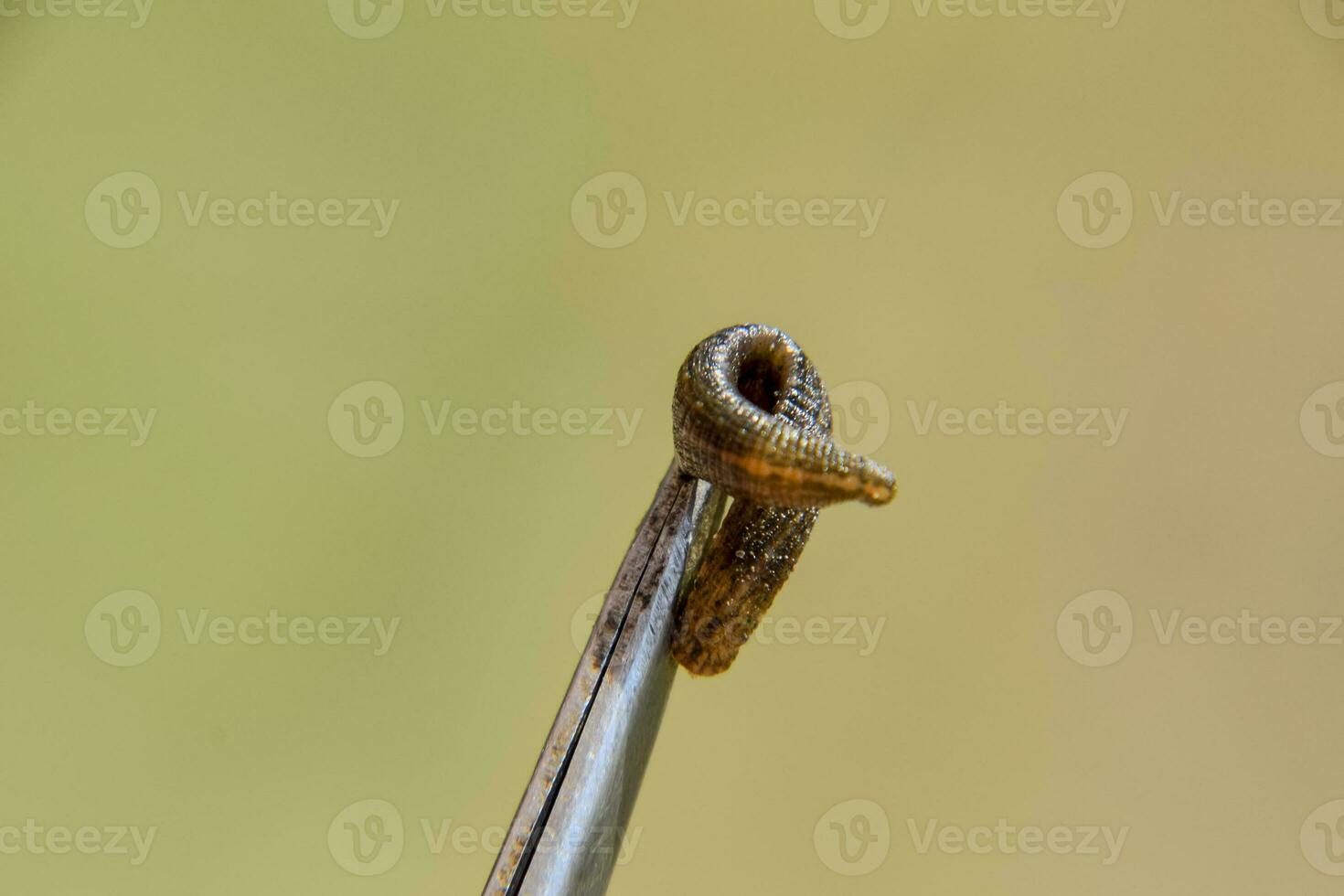 Leech on the tweezers. Bloodsucking animal. subclass of ringworms from the belt-type class. Hirudotherapy photo