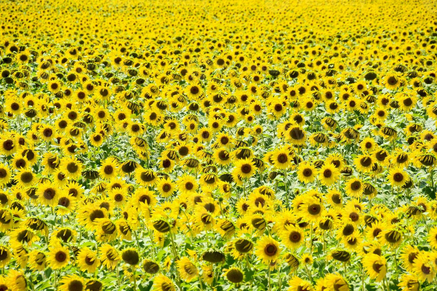 field of blooming sunflowers. Flowering sunflowers in the field. Sunflower field on a sunny day. photo