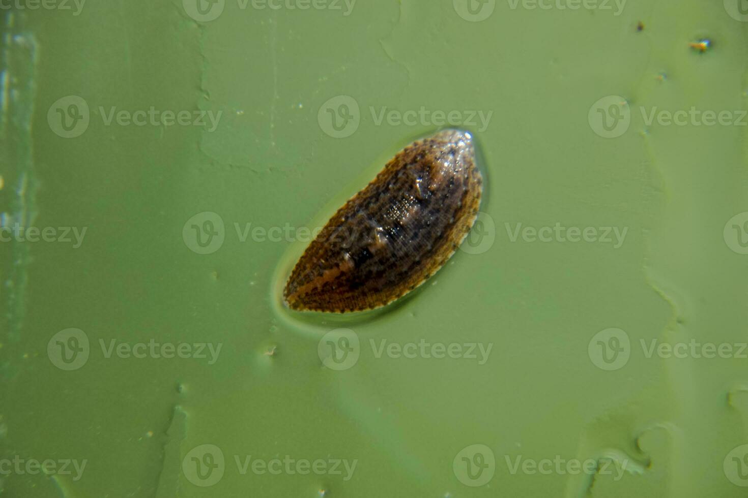 Leech on the glass. Bloodsucking animal. subclass of ringworms from the belt-type class. Hirudotherapy photo