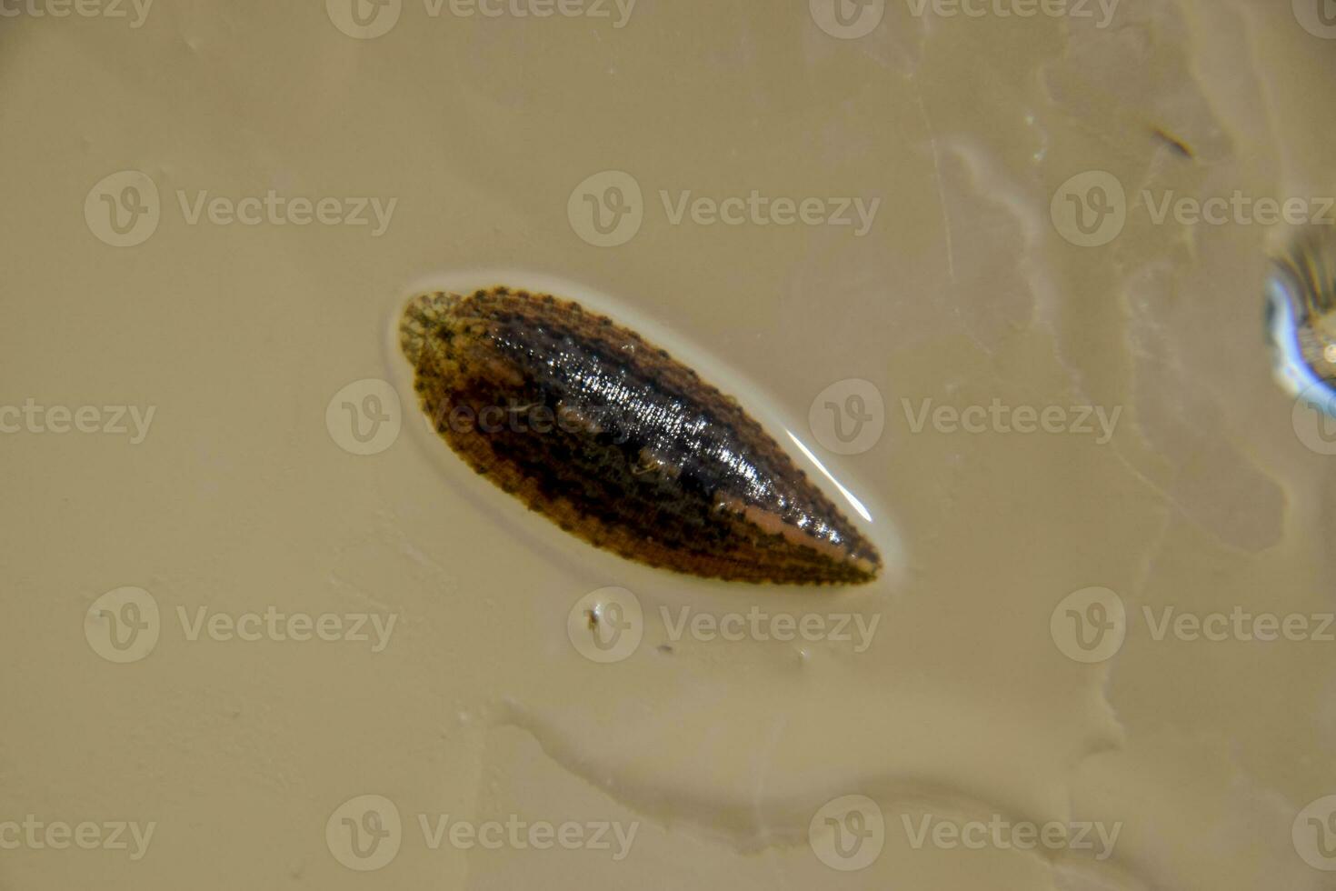 Leech on the glass. Bloodsucking animal. subclass of ringworms from the belt-type class. Hirudotherapy photo
