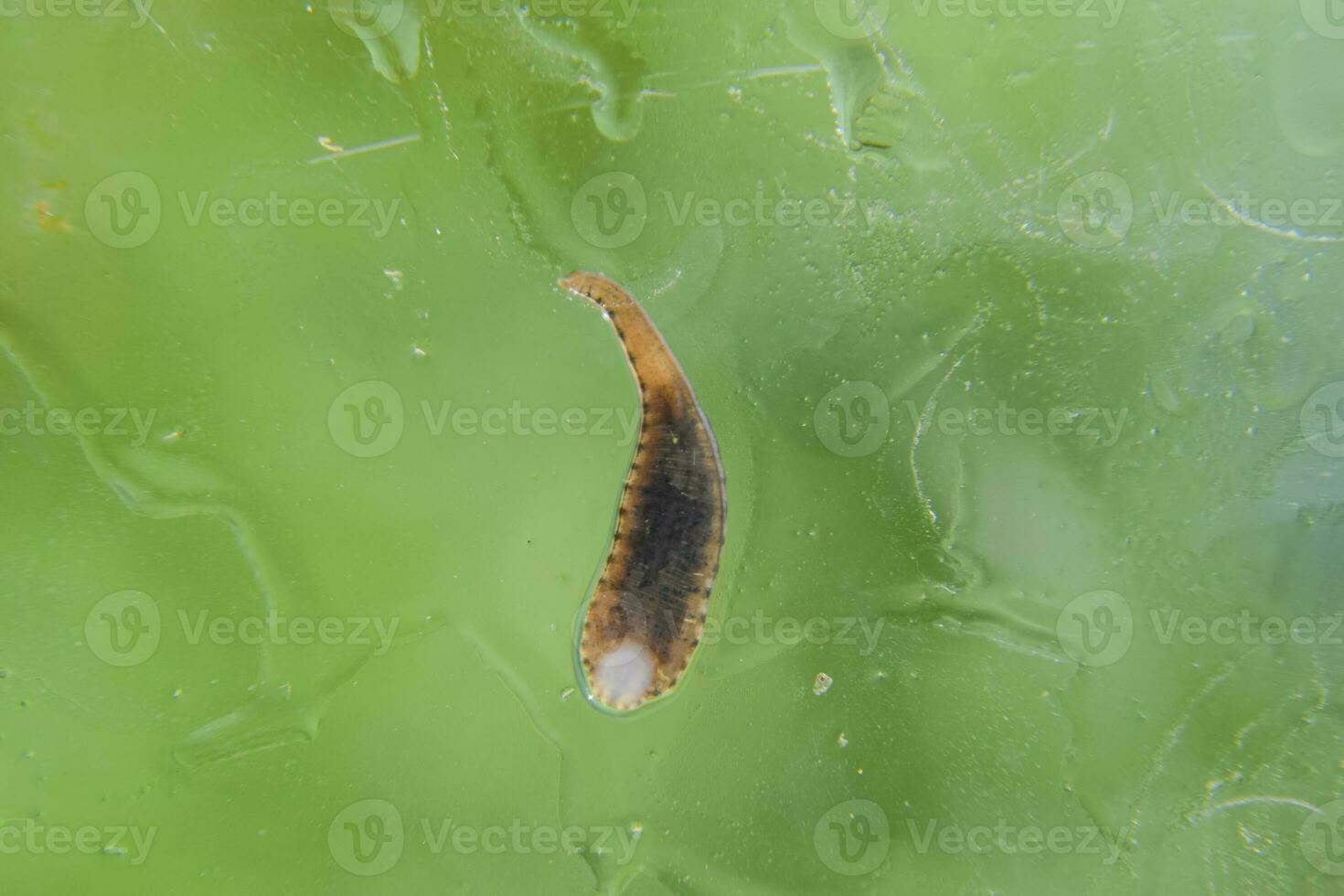 Leech on the glass. Bloodsucking animal. subclass of ringworms from the belt-type class. Hirudotherapy photo