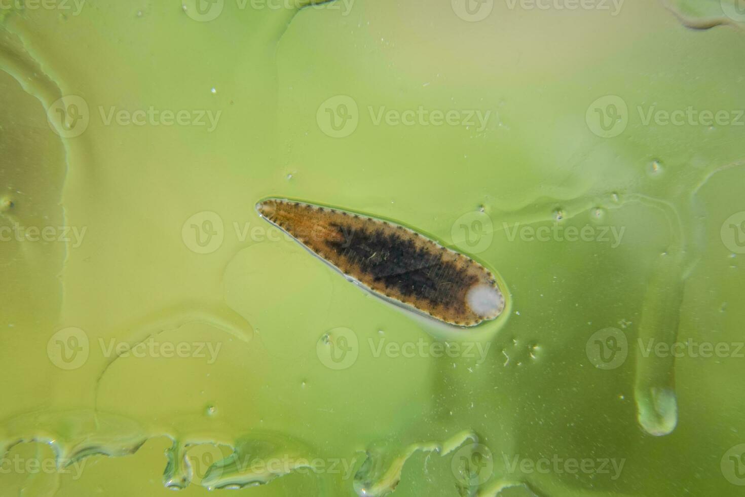 Leech on the glass. Bloodsucking animal. subclass of ringworms from the belt-type class. Hirudotherapy photo
