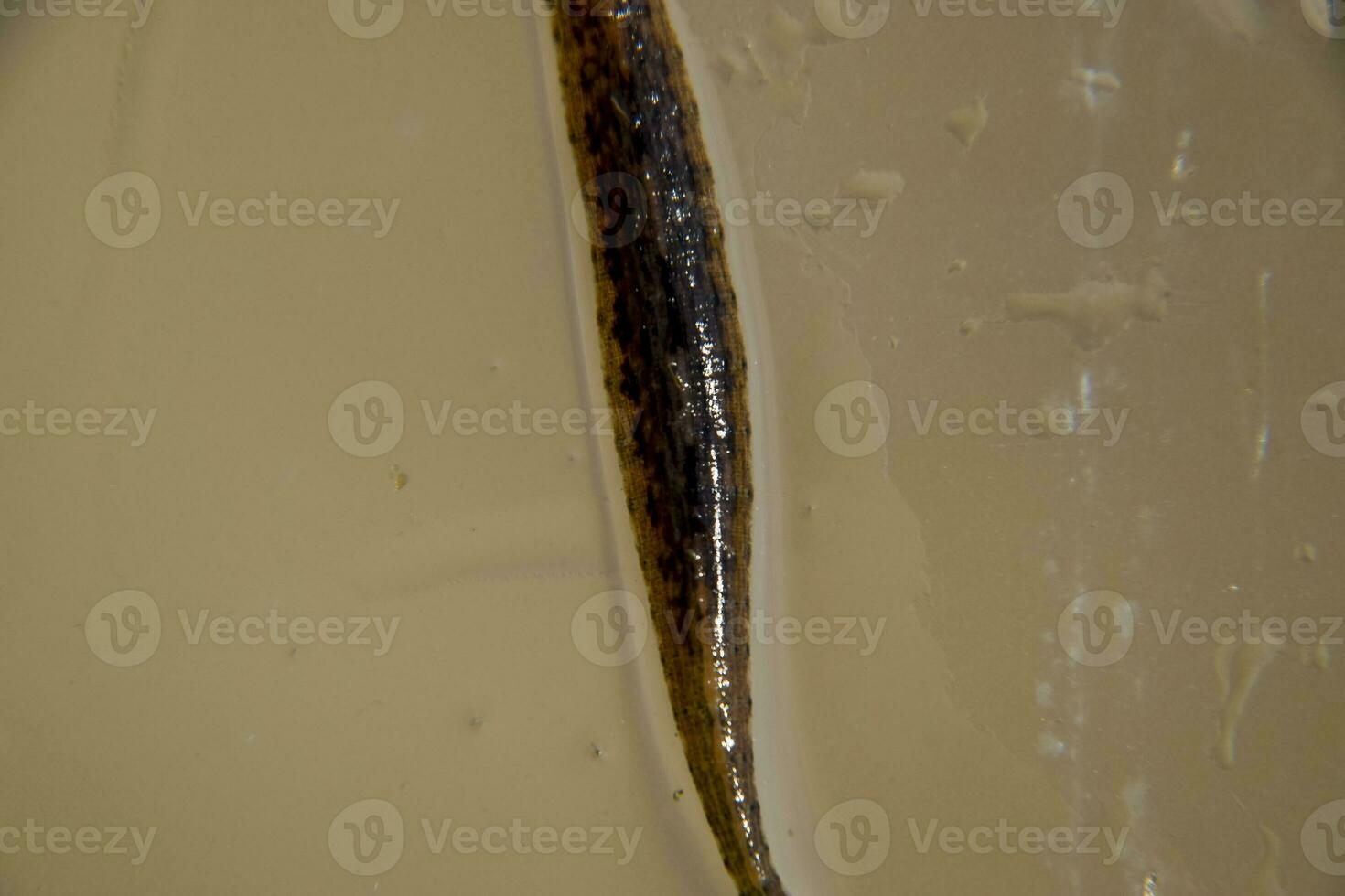 Leech on the glass. Bloodsucking animal. subclass of ringworms from the belt-type class. Hirudotherapy photo
