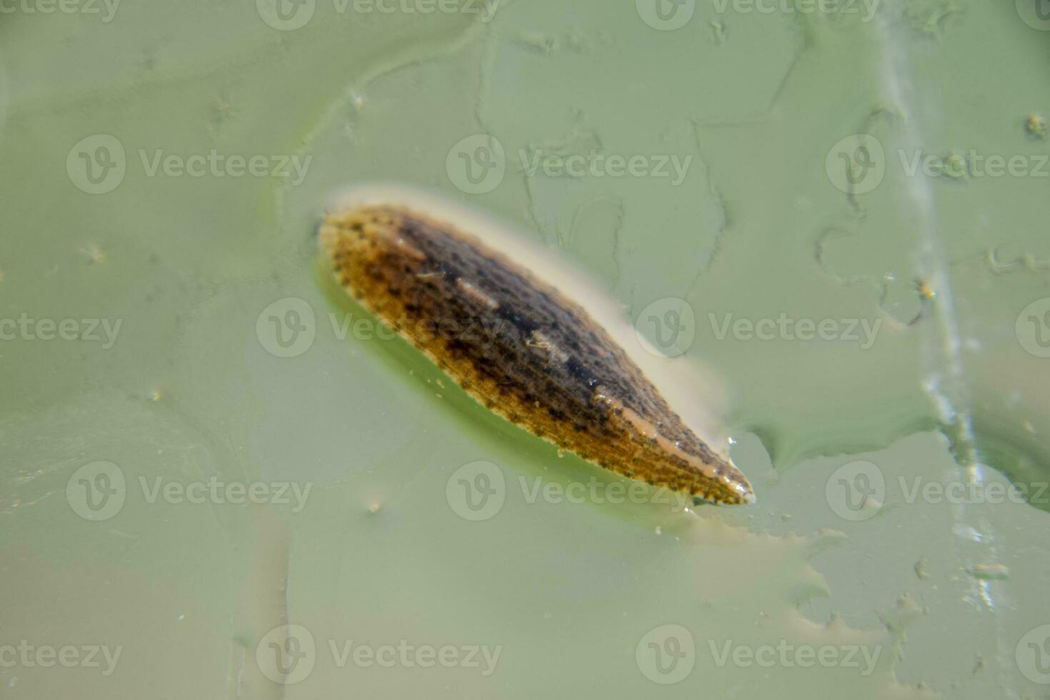 Leech on the glass. Bloodsucking animal. subclass of ringworms from the belt-type class. Hirudotherapy photo