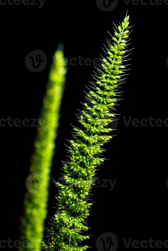 Close up the freshness jungle rice weed on black backgroud photo