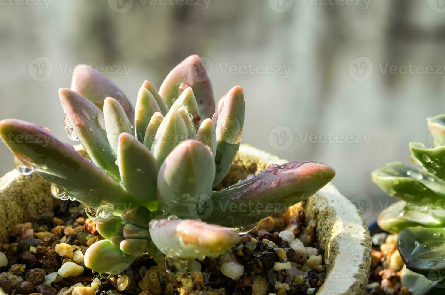 Succulent plant close-up fresh leaves detail of Graptosedum Darley Sunshine photo