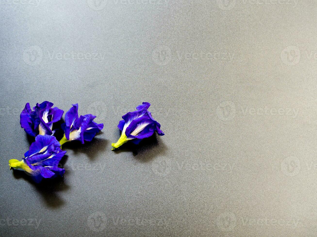 Blue petal of Butterfly Pea flower photo