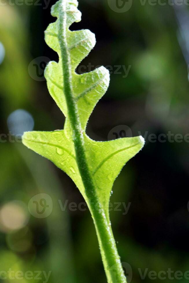 Close-up Freshness green leaves of Oak-Leaf fern on natural background photo