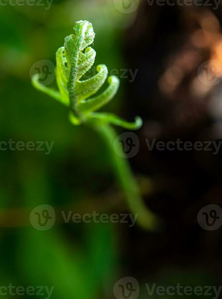 Frescura de cerca de hojas verdes de helecho de hoja de roble sobre fondo natural foto