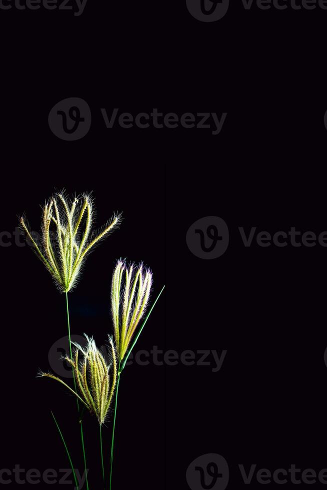 Flower of Swallen Finger grass photo