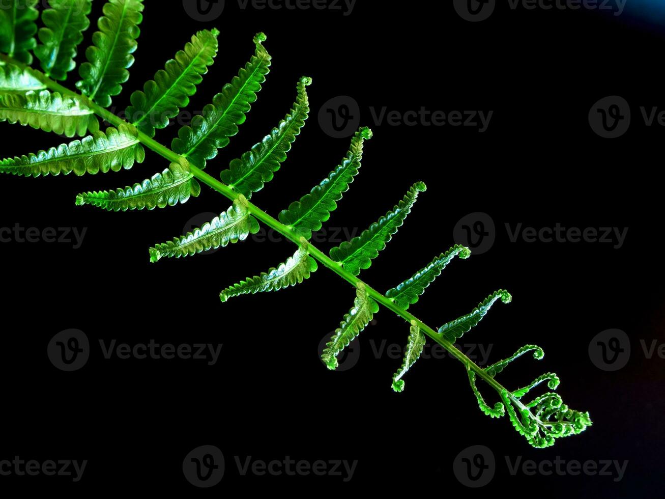 Freshness Fern leaf on black background photo