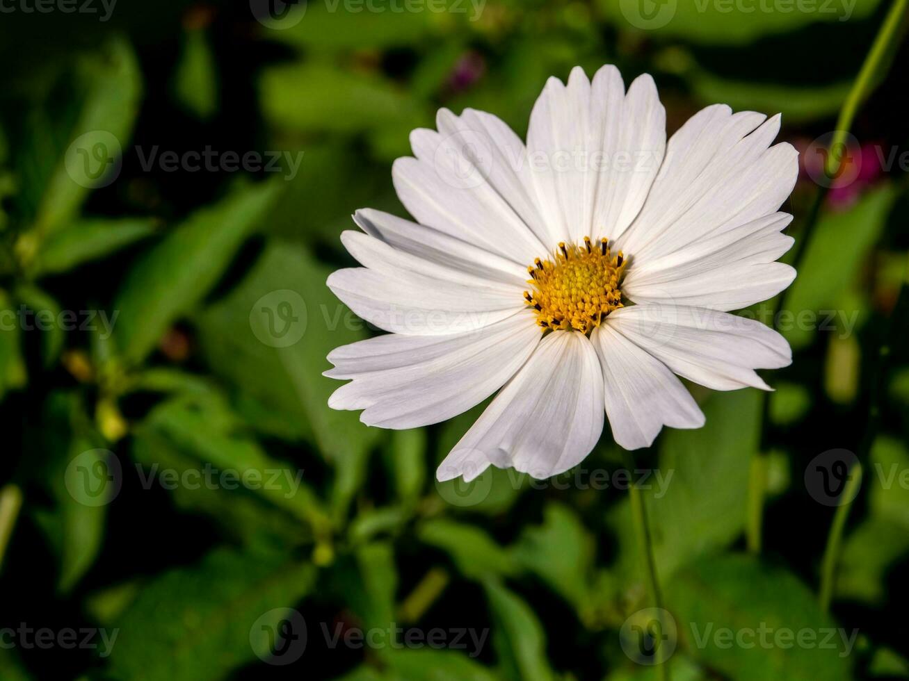 White cosmos flowers in the flower field photo