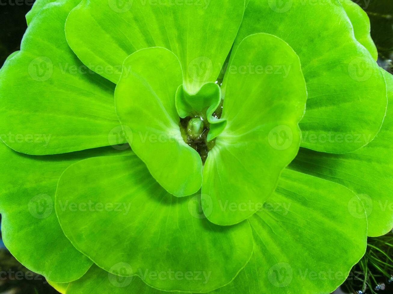 Close up of water lettuce fresh and green leaf photo