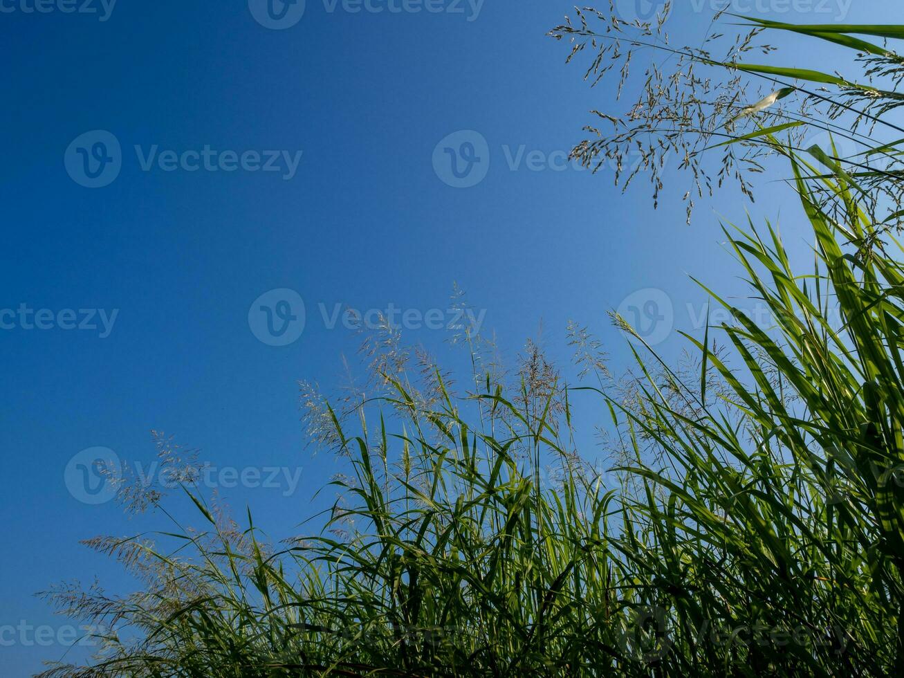 Phragmites karka grass flowers in the bright sunlight and fluffy clouds in blue sky photo