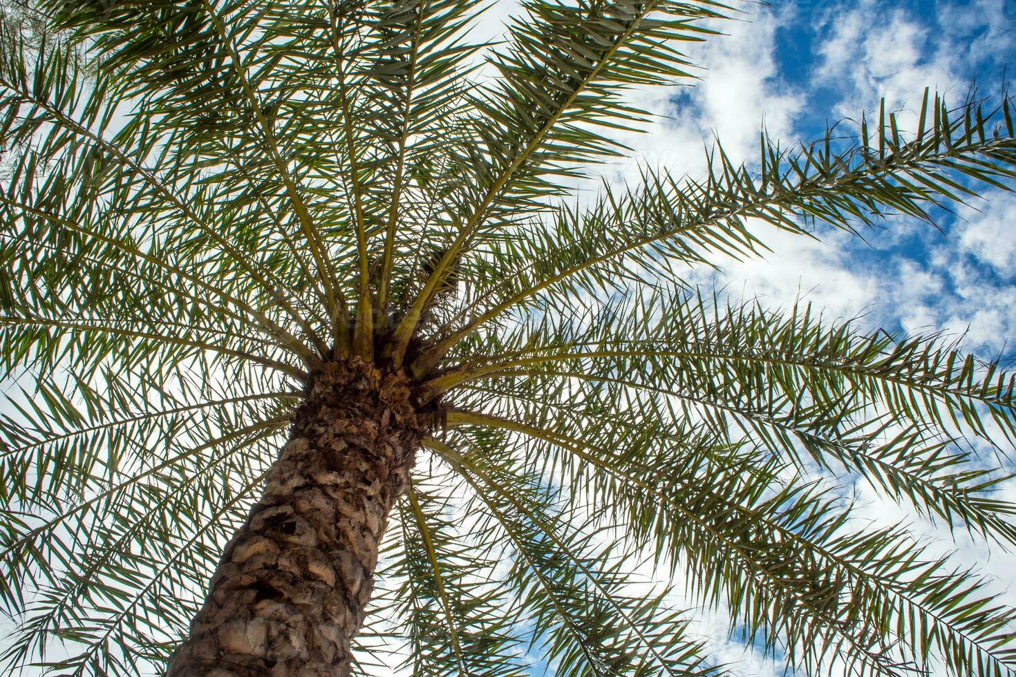Under the palm tree sunlight and blue sky photo