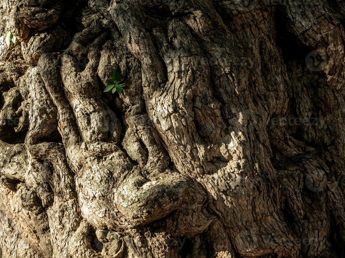 Old crevices, wrinkles and distortions on the trunk of the ancient tamarind tree photo