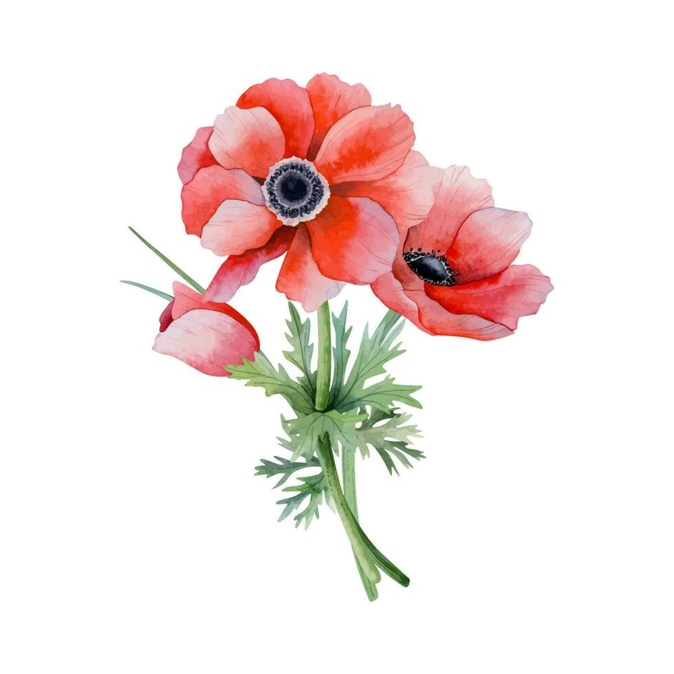 Red anemone flowers bouquet watercolor sketch vector