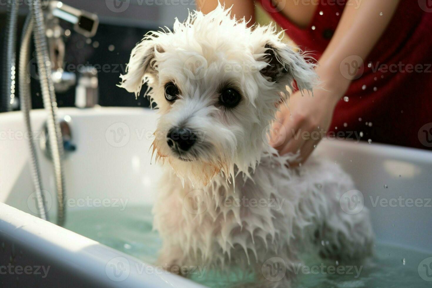 ai generado mimos sesión peluquero lavados bichón frise mezcla en mascota salón foto