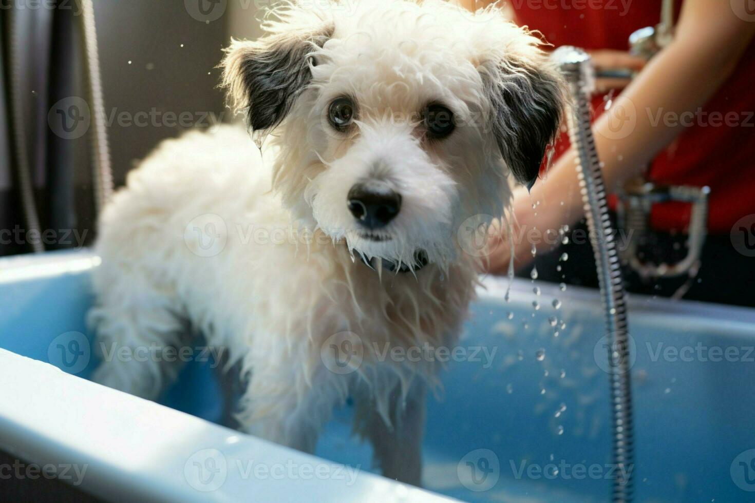 AI generated Pet spa treatment Bichon Frise mix being washed in grooming salon photo