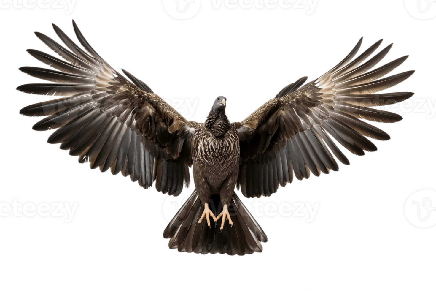 AI generated Wild Turkey Bird Wings Isolated on a Transparent Background. AI png