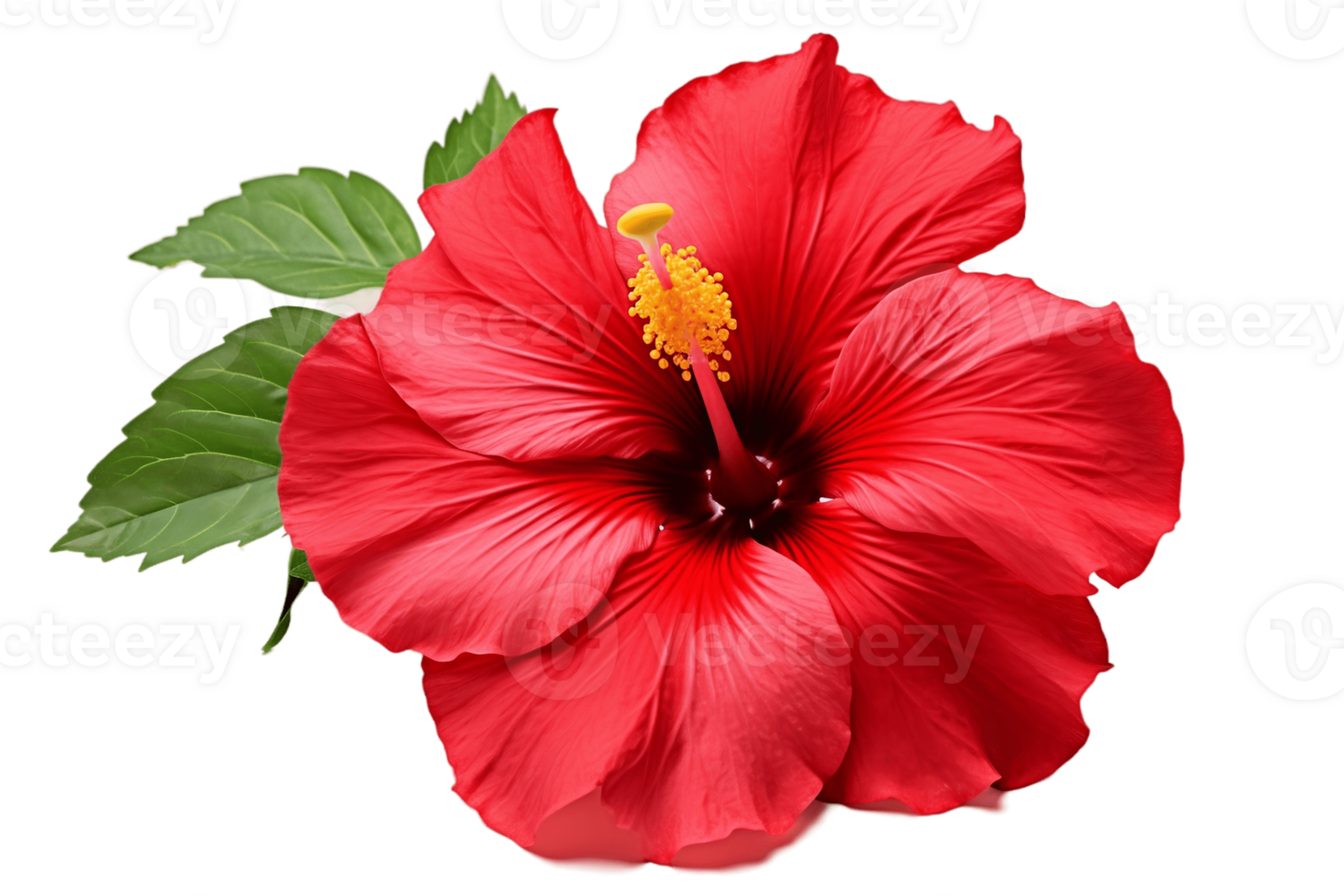 AI generated Red Hibiscus Flower on Transparent Background. AI png