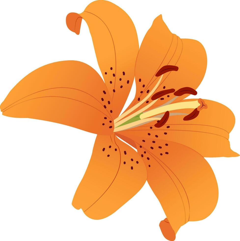 Orange lily flower on a white background. vector