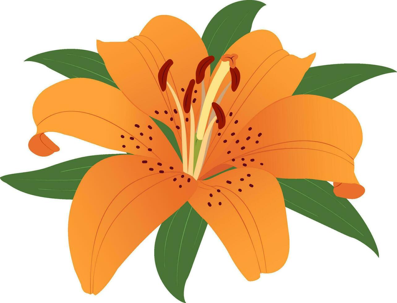 Orange lily flower on a white background. vector