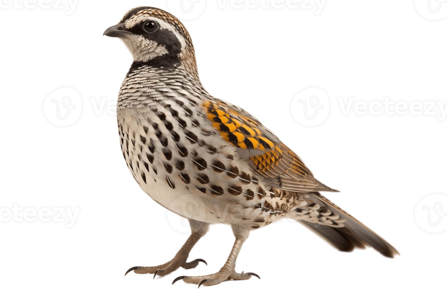 AI generated Full Body Quail Standing on Transparent Background. AI png