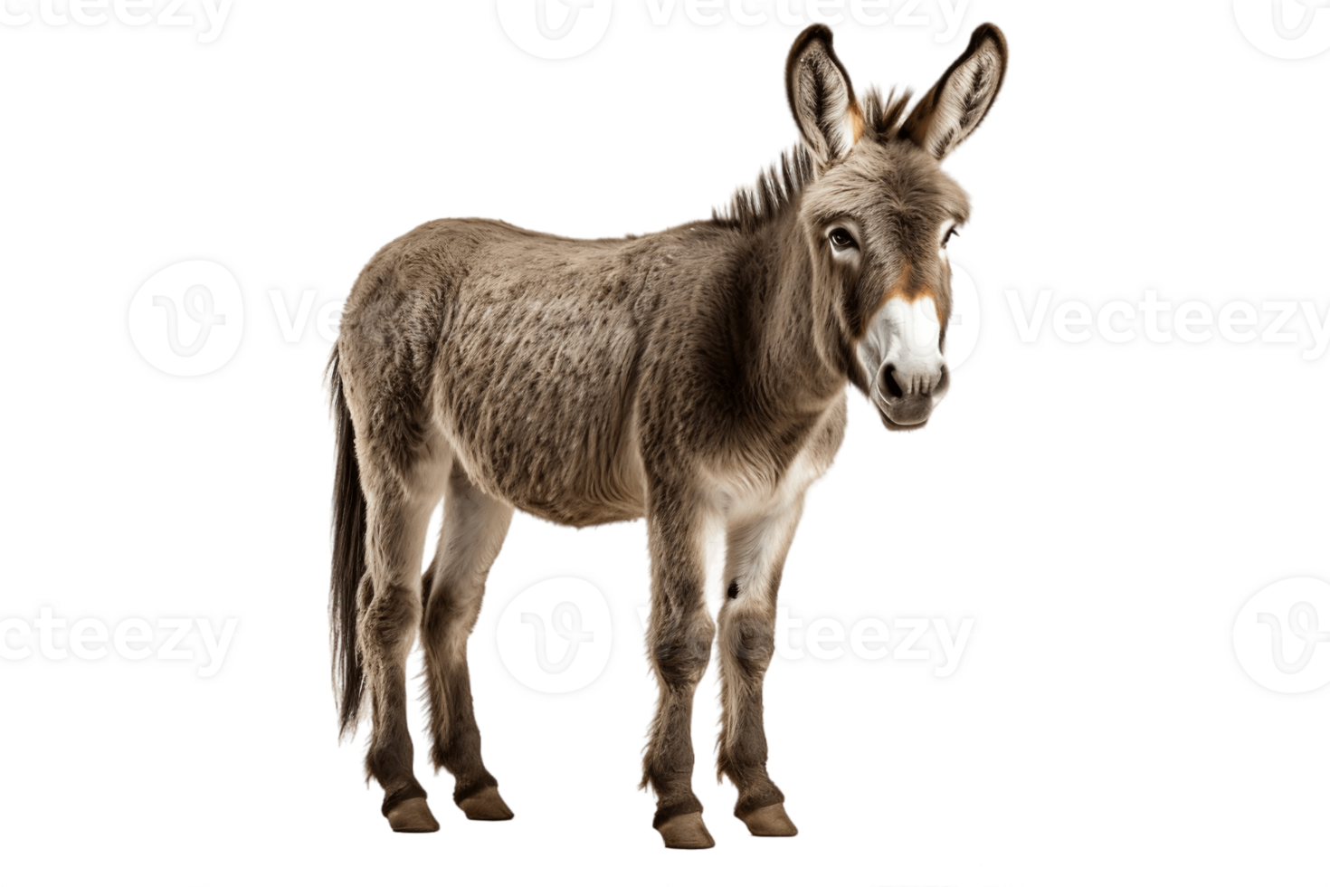 AI generated Full Body Donkey Standing on Transparent Background. AI png