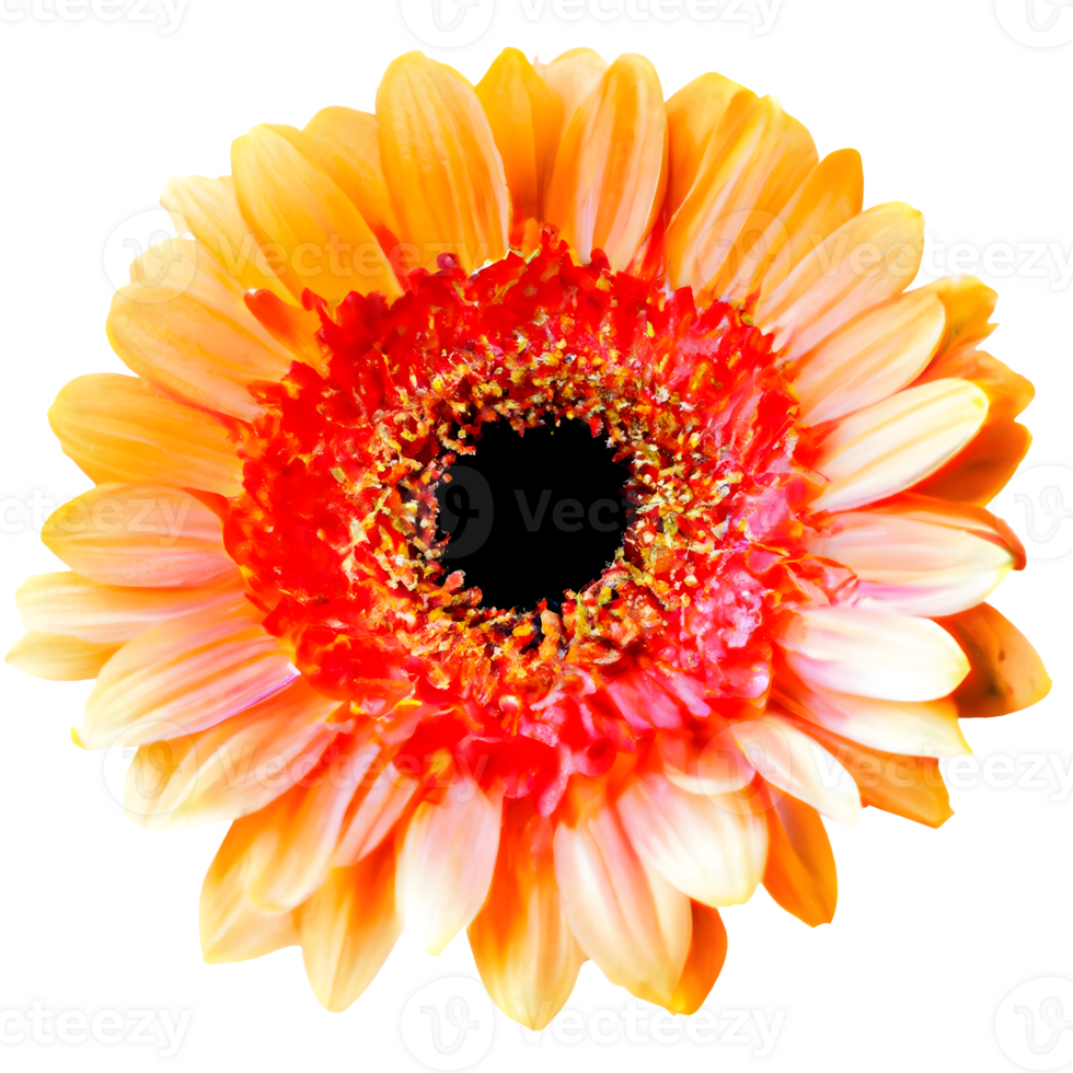 AI generated The Splendid Isolation of a Delicate Gerbera png