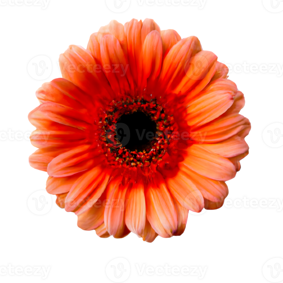 AI generated A Masterpiece The Isolated and Beautiful Gerbera png