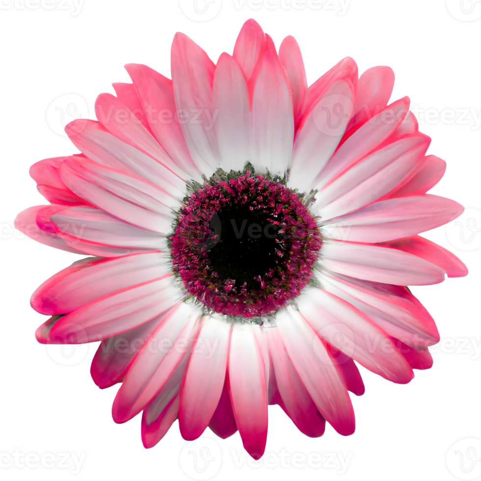 ai generiert das einsam Gerbera Delikatesse und Schönheit kombiniert png