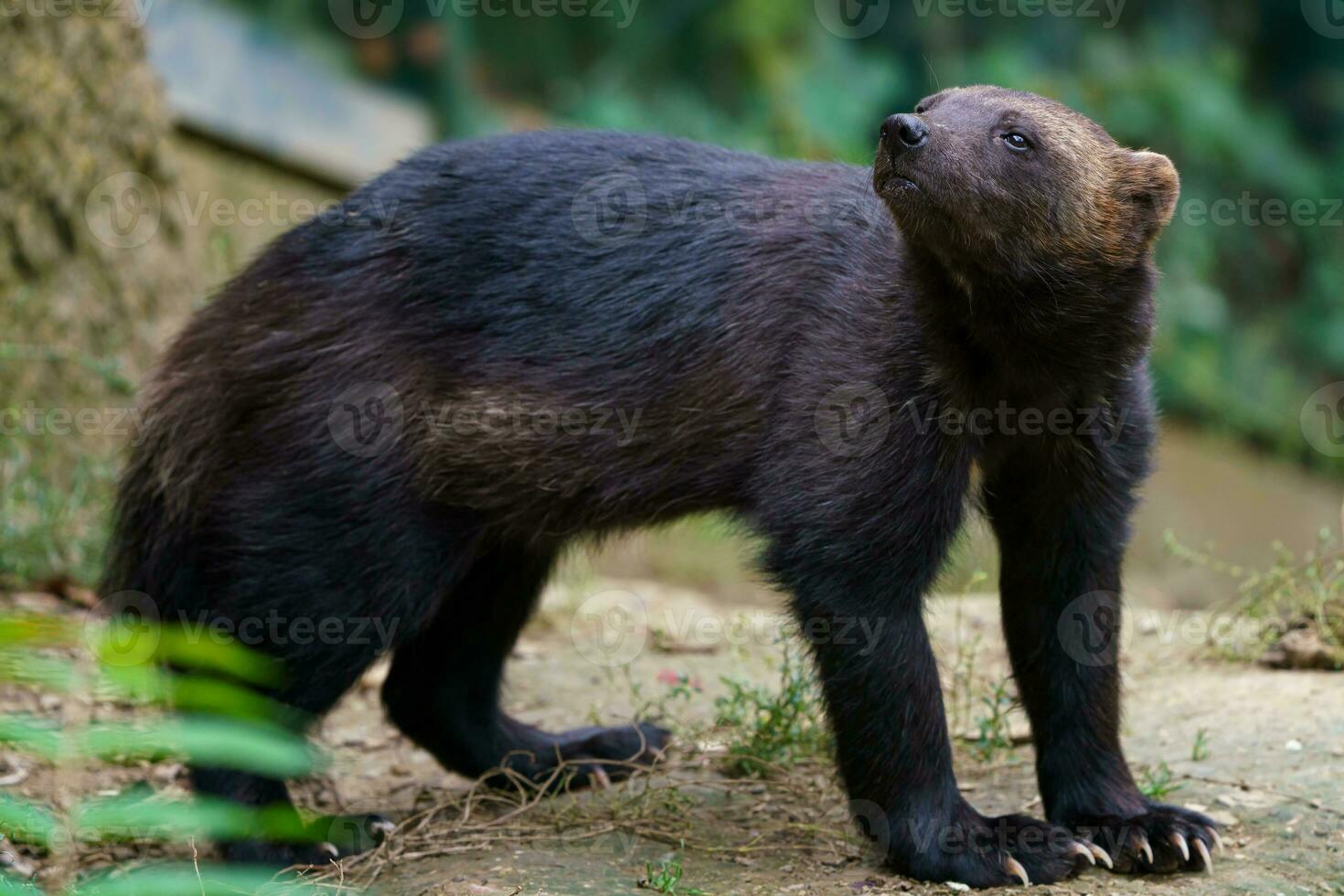 siberiano glotón, gulo gulo en naturaleza foto