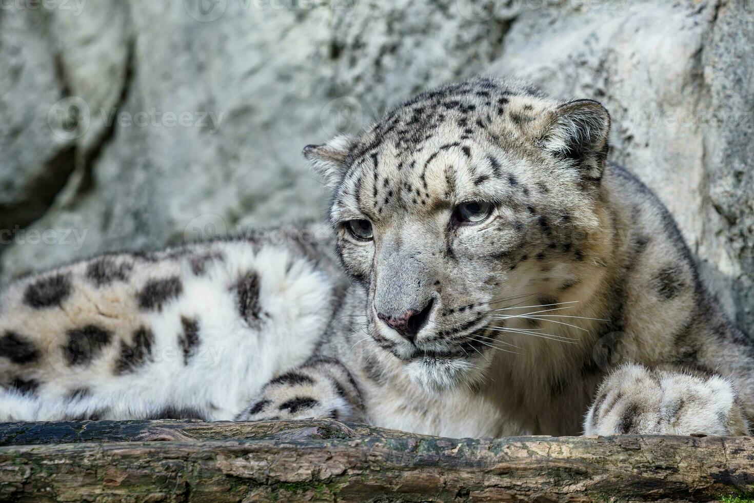 retrato de un nieve leopardo cerca arriba en un Roca antecedentes foto
