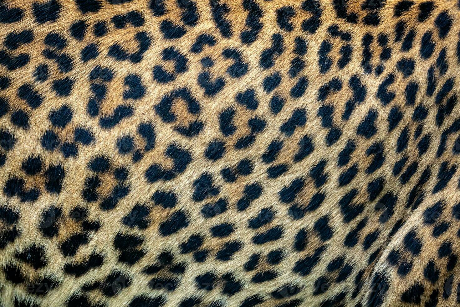 cerca arriba leopardo piel antecedentes. Ceilán leopardo piel textura para antecedentes. foto