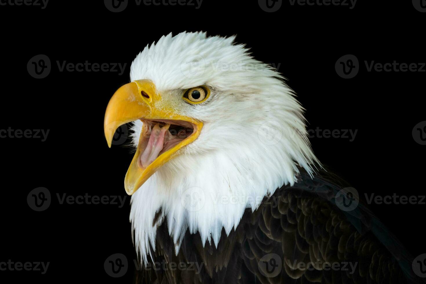 Portrait of a bald eagle with an open beak isolated on black background photo