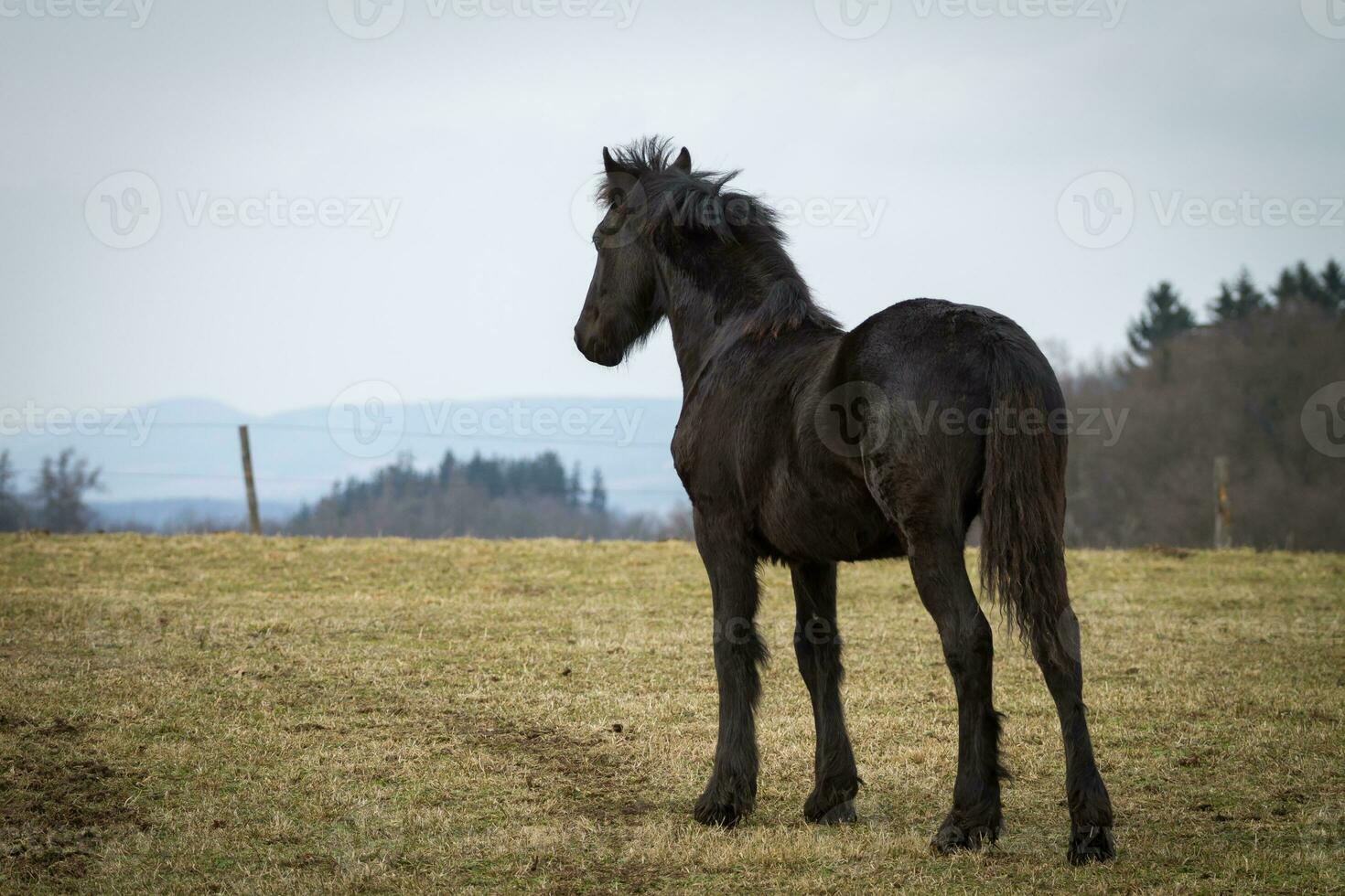 belleza potro - frisón caballo semental foto