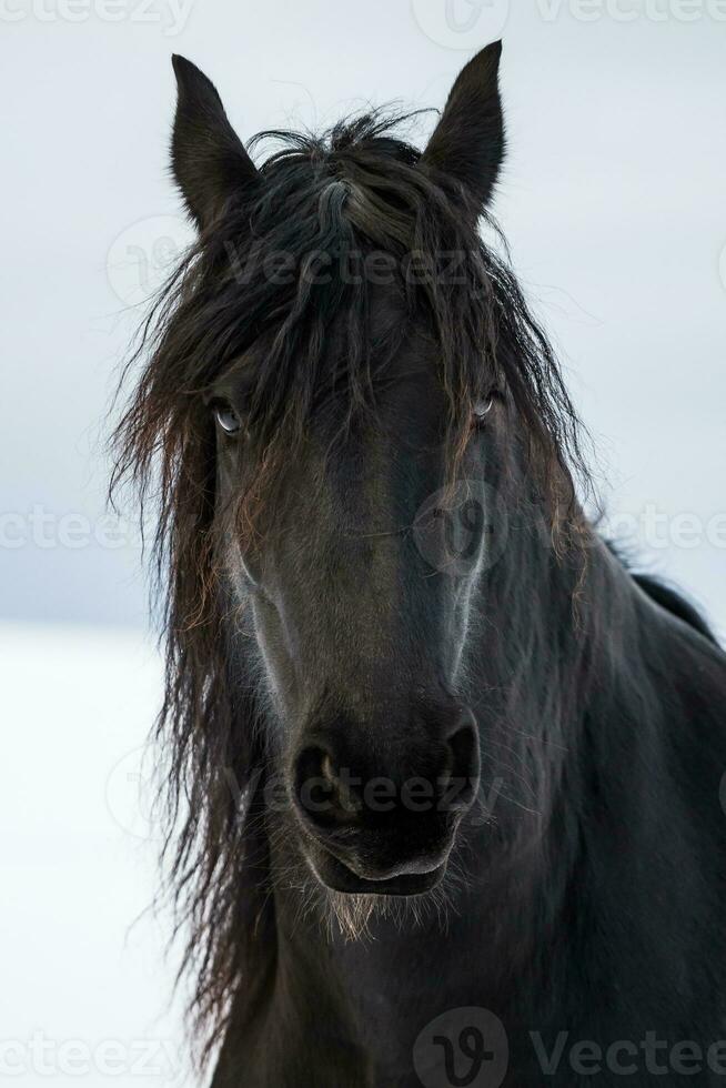 Portrait beauty friesian horse photo