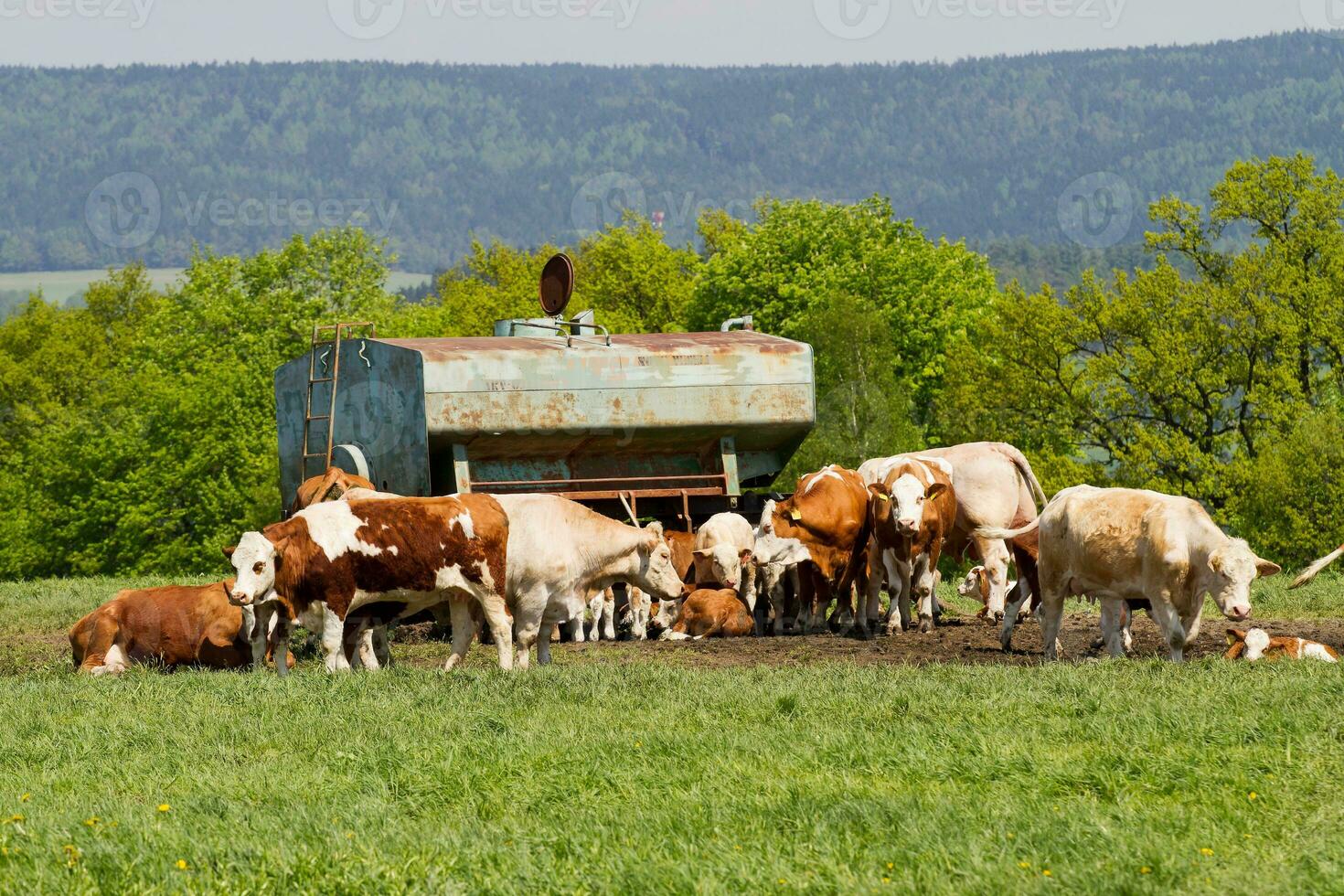 Herd of cows at spring green field photo