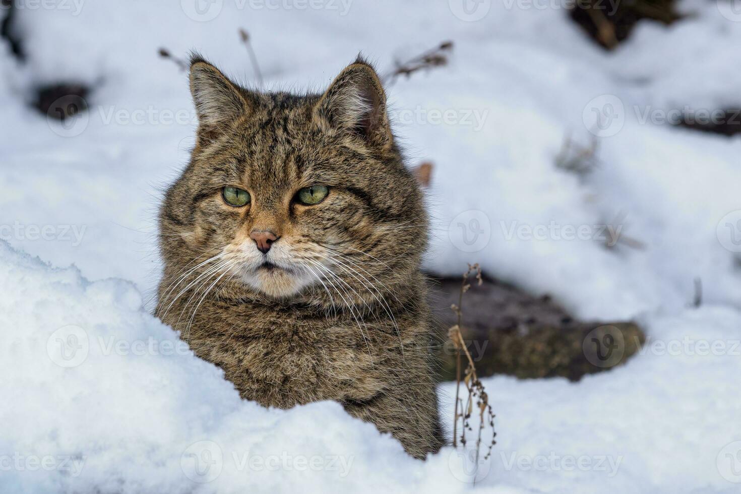 europeo salvaje gato, felis silvestris foto