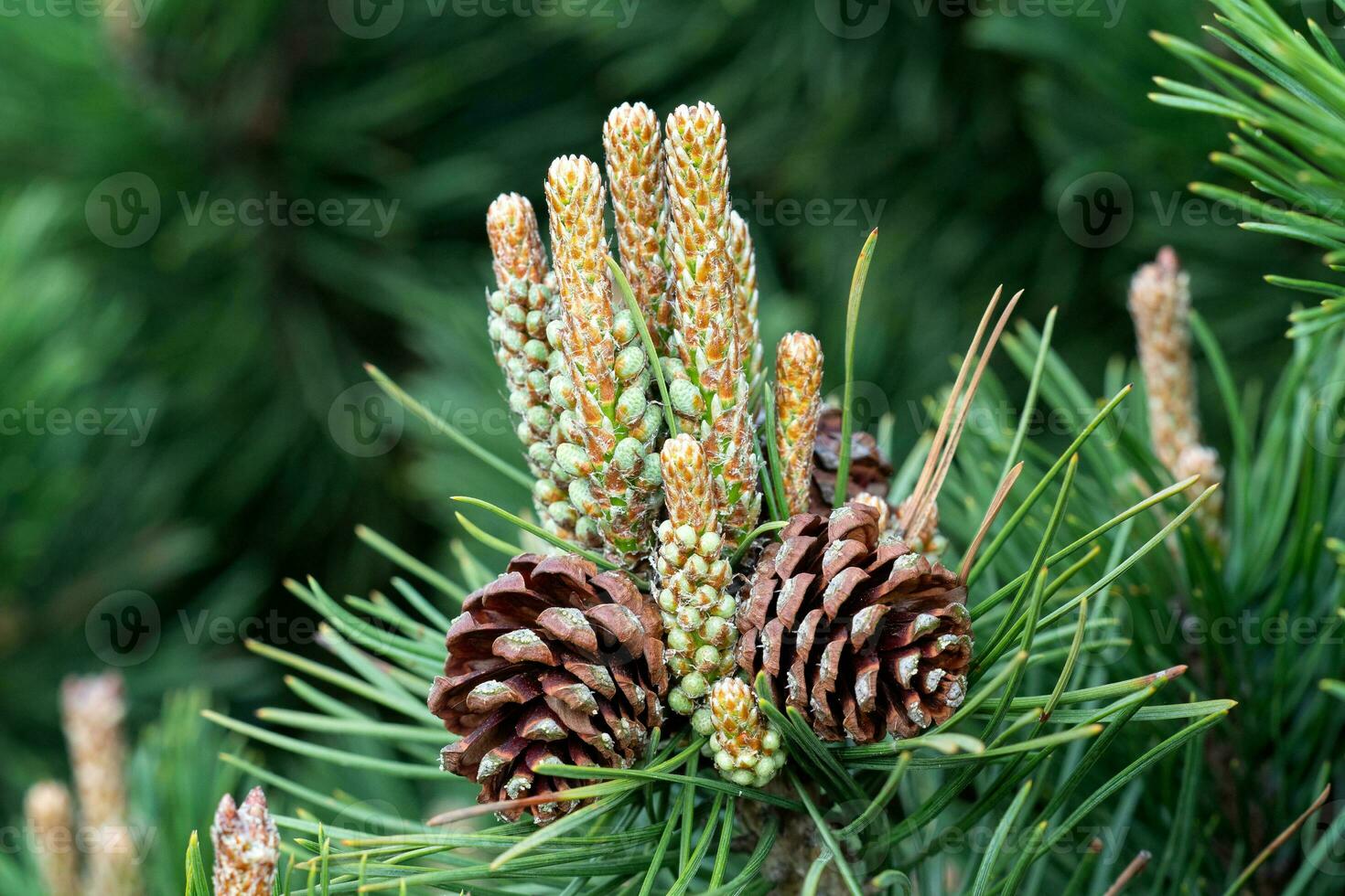 Small pine cones at the end of branches. Blurred pine needles in background. photo