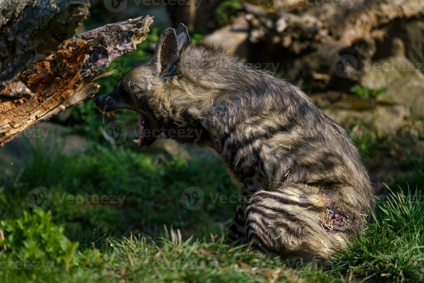 Striped hyena, Hyaena hyaena sultana photo