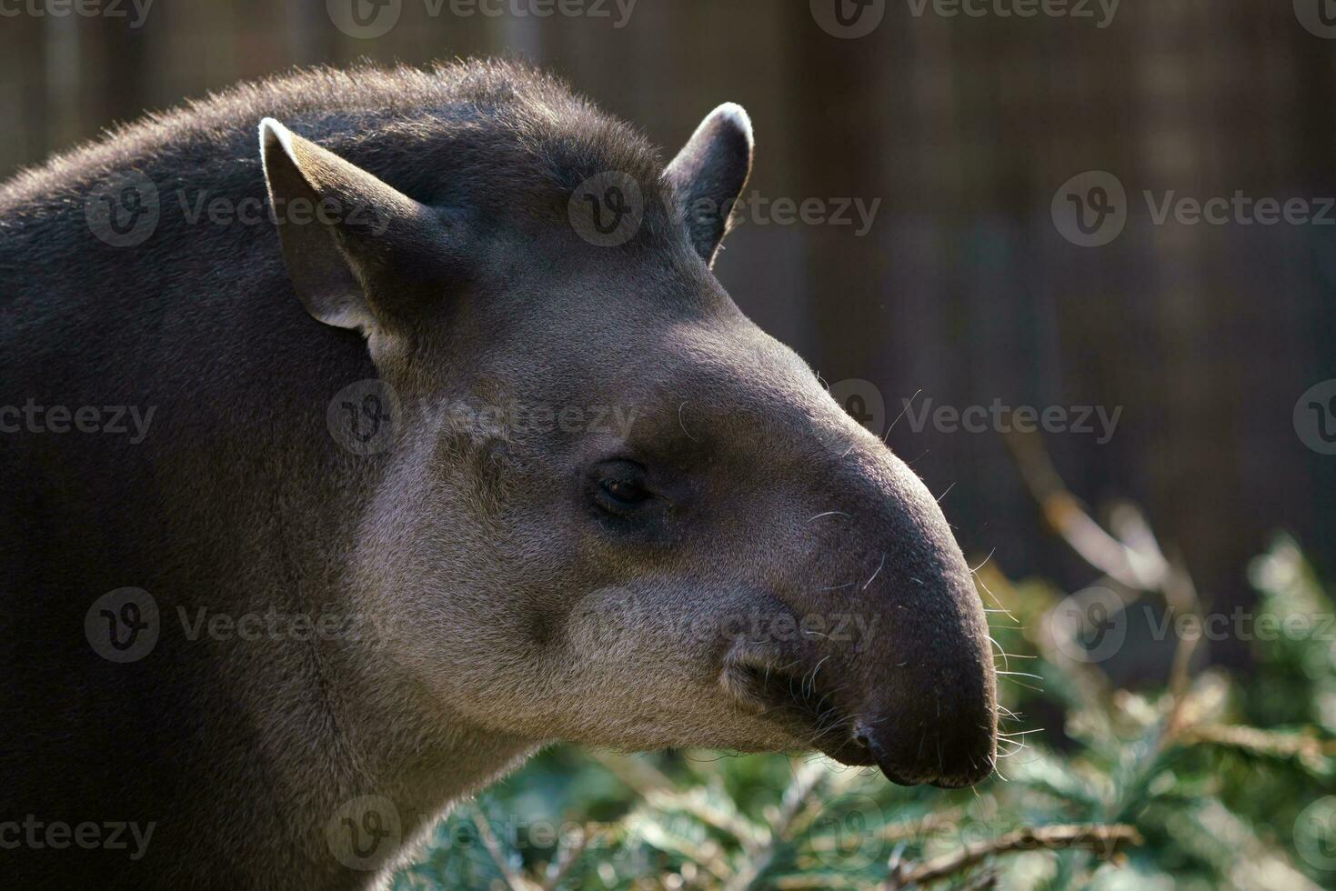 Portrait of south American tapir photo