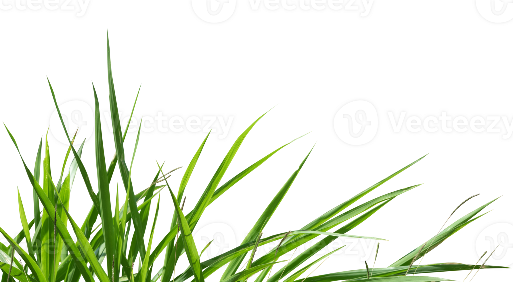 Fresh green grass border isolated png