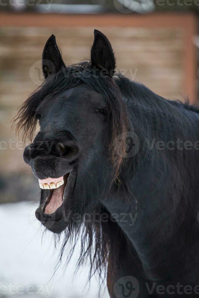 Bay horse yawning - friesian horse photo