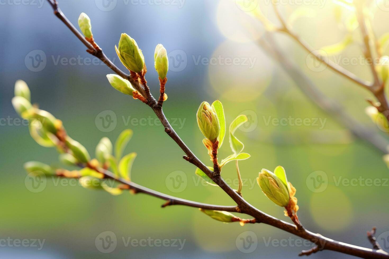 AI generated Nature background with willow twig and swollen buds photo